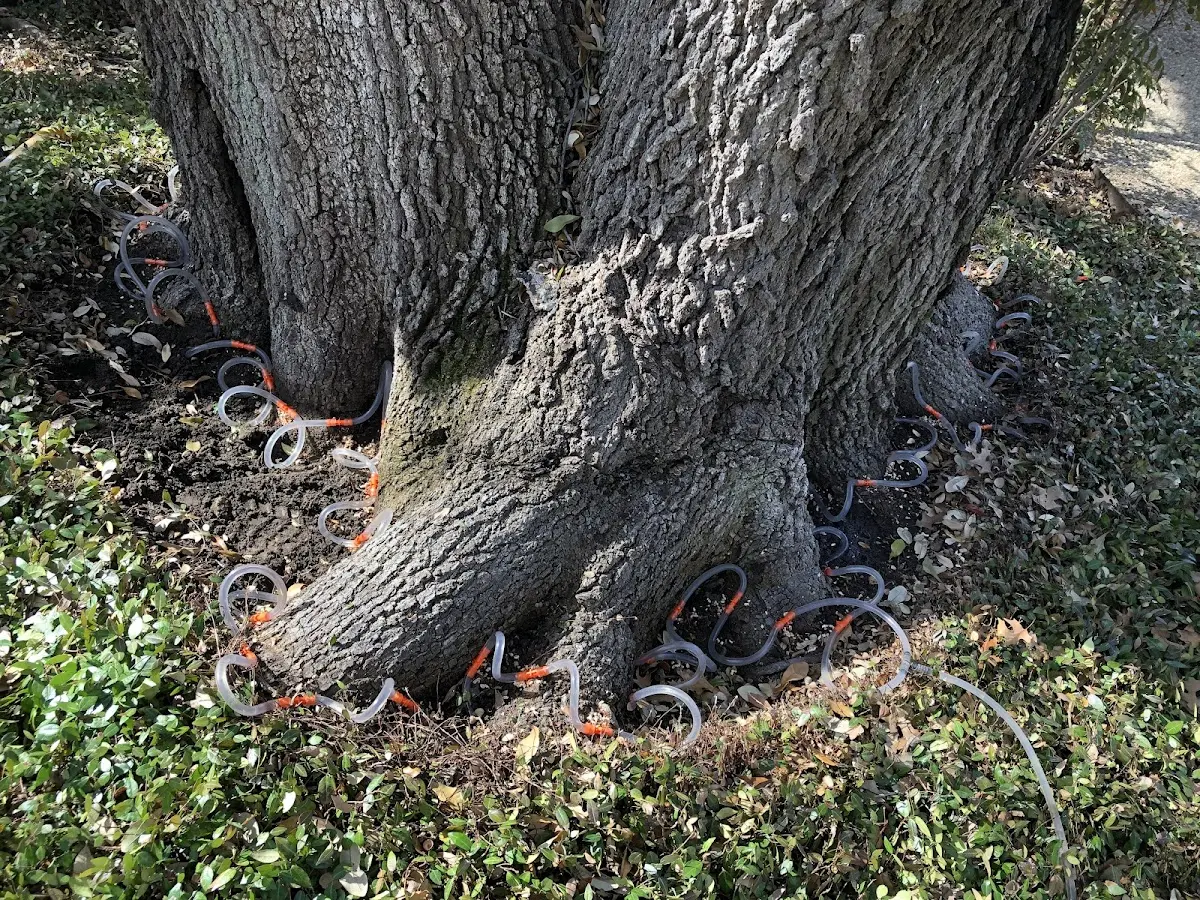 Detailed Tree Cabling and Bracing job site in Maitland