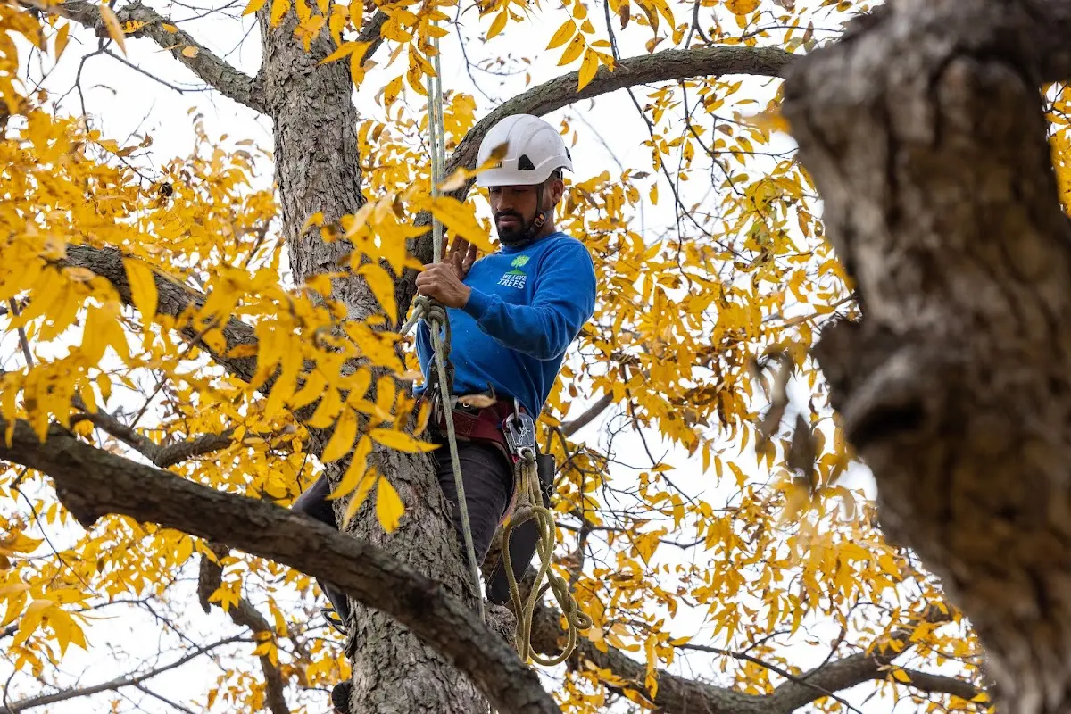 Skilled Tree Trimming crew working in Maitland